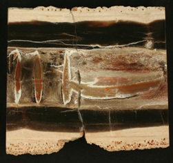 Longitudinal polished section thought a 60mm long piece of Dadoxylon wood showing anatomical preservation